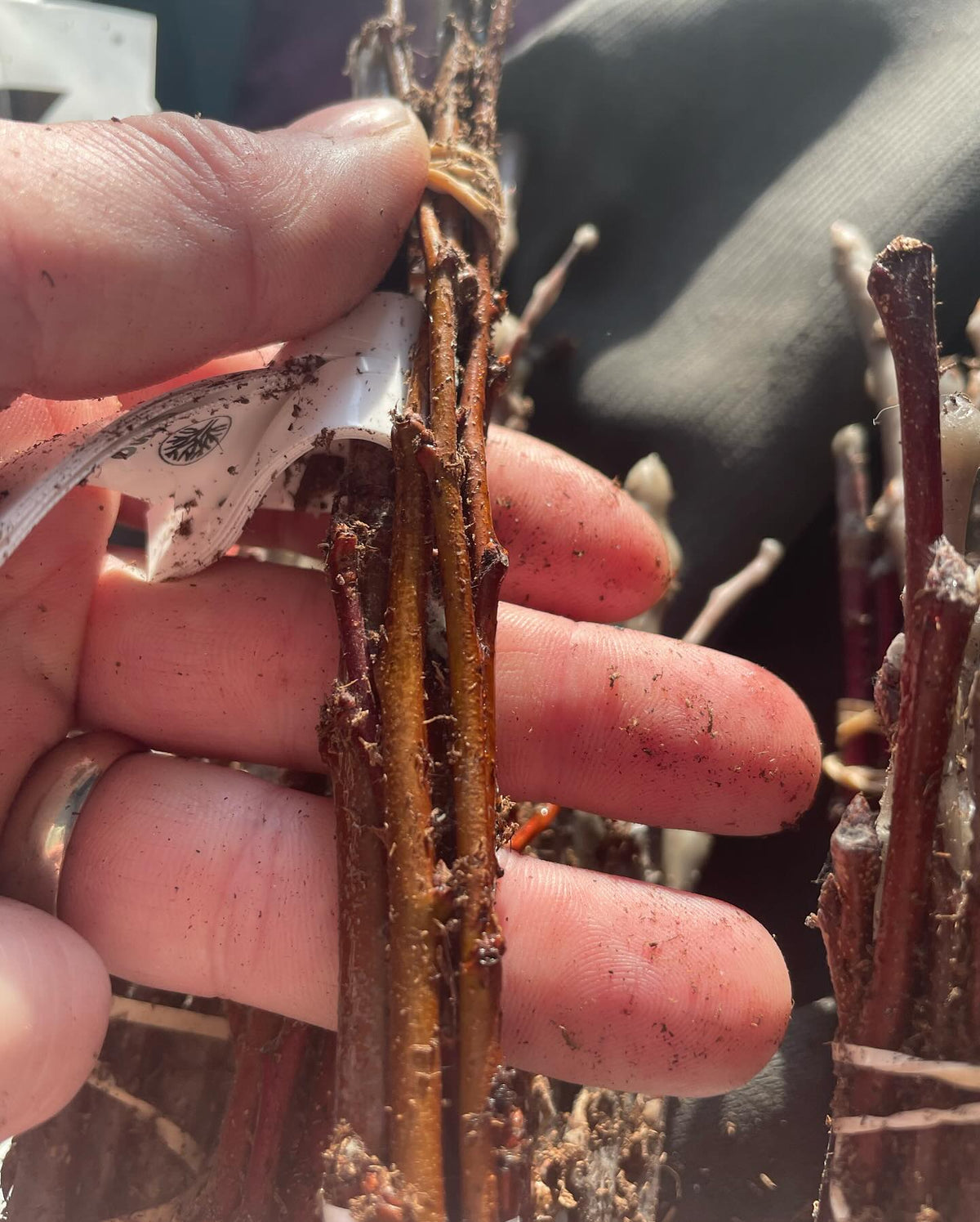 plum scion wood bundles that were cut early, just checking in on the moisture, image 2 of 2