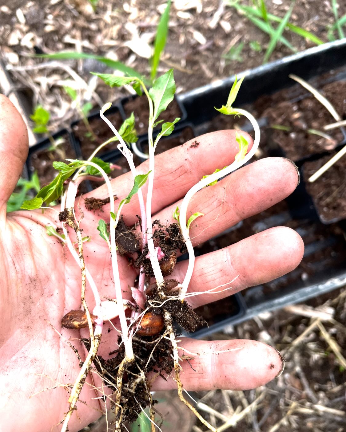 plum seeds germinating last may, image 1 of 5