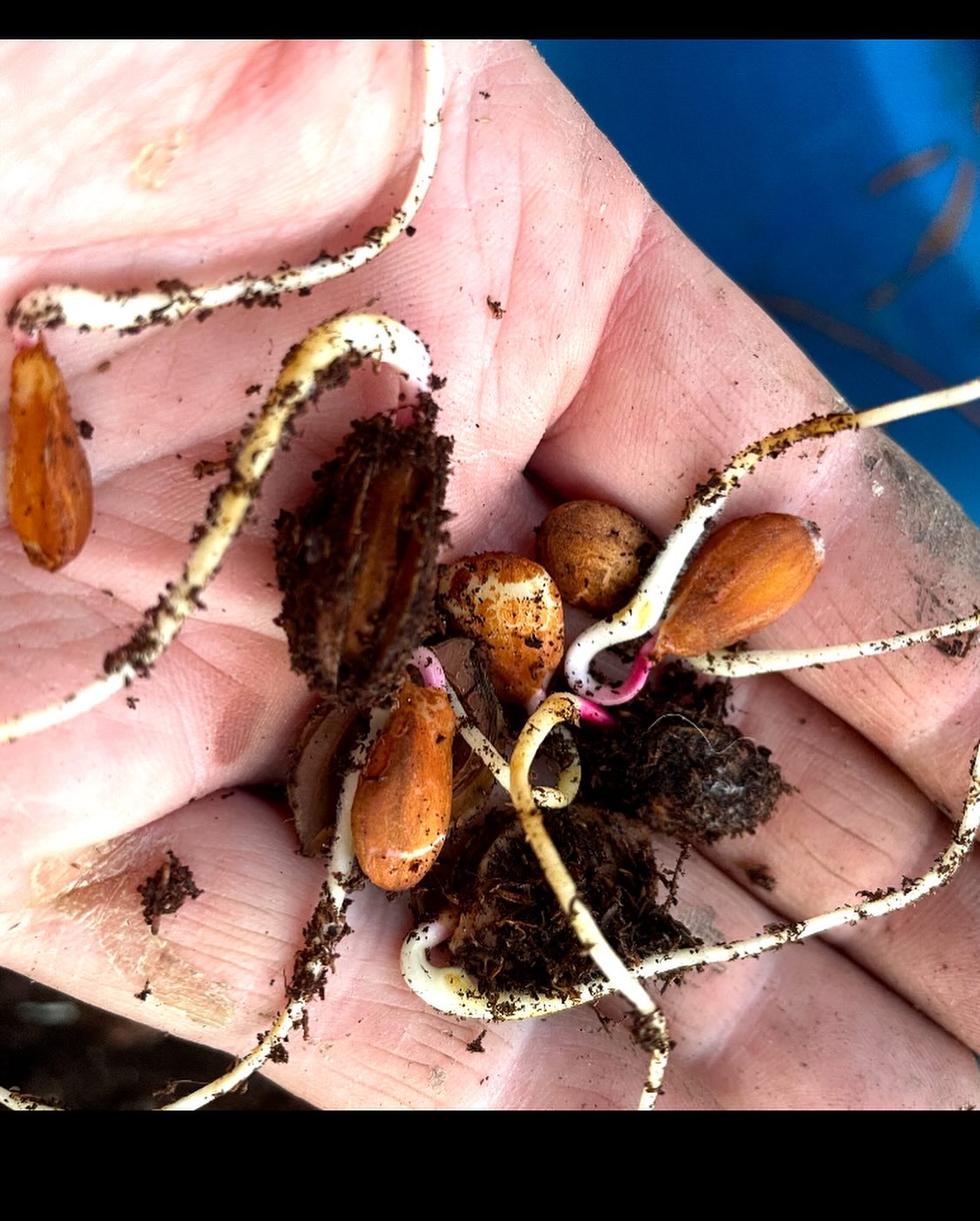 plum seeds germinating last may, image 2 of 5