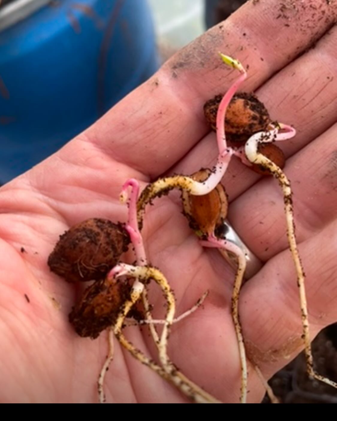 plum seeds germinating last may, image 3 of 5