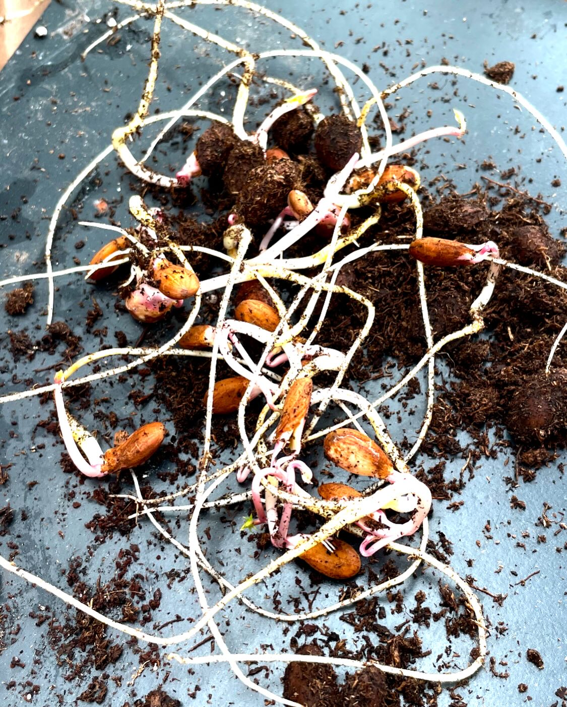 plum seeds germinating last may, image 4 of 5