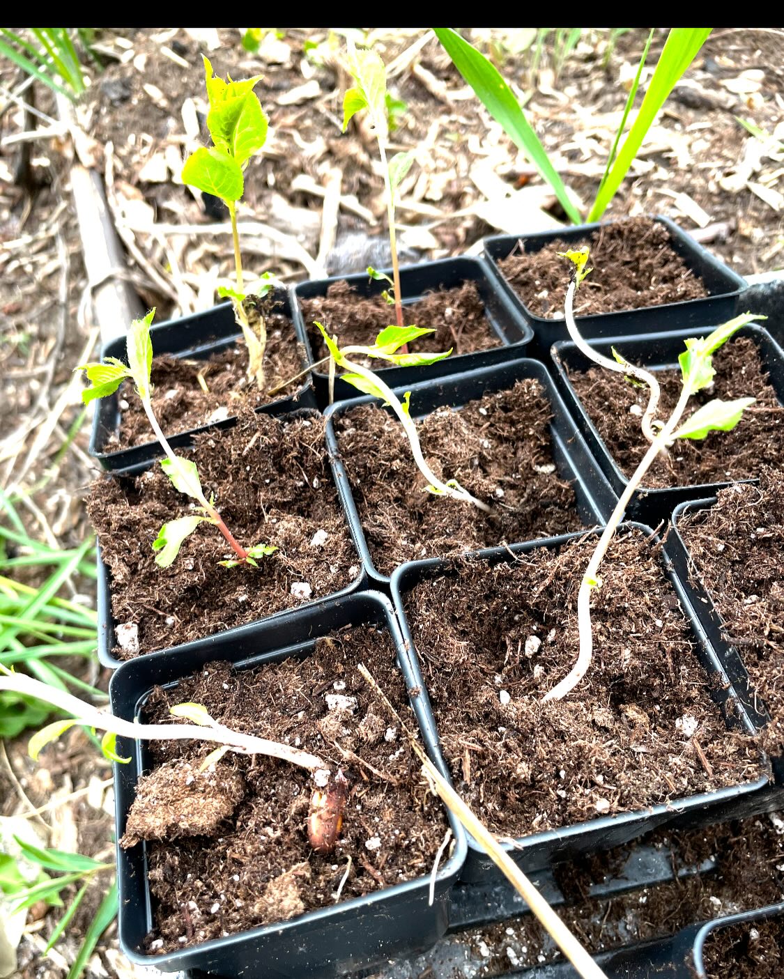 plum seeds germinating last may, image 5 of 5