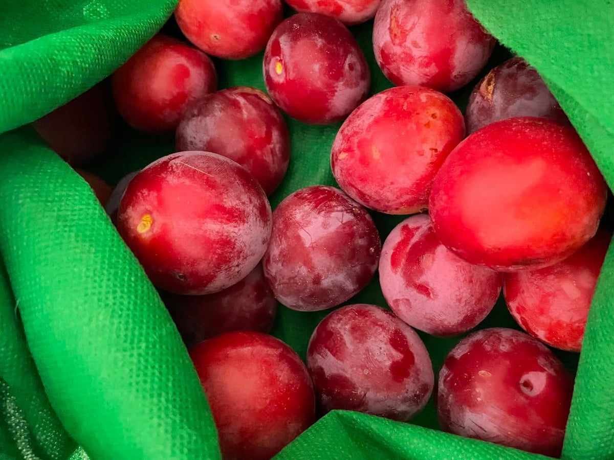 plums from our daughter’s backyard, not sure about cultivar, image 1 of 4