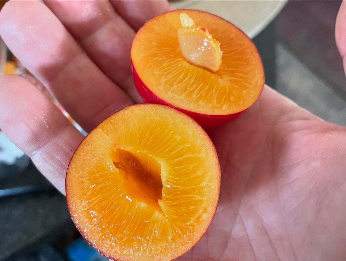 plums from our daughter’s backyard, not sure about cultivar, image 2 of 4