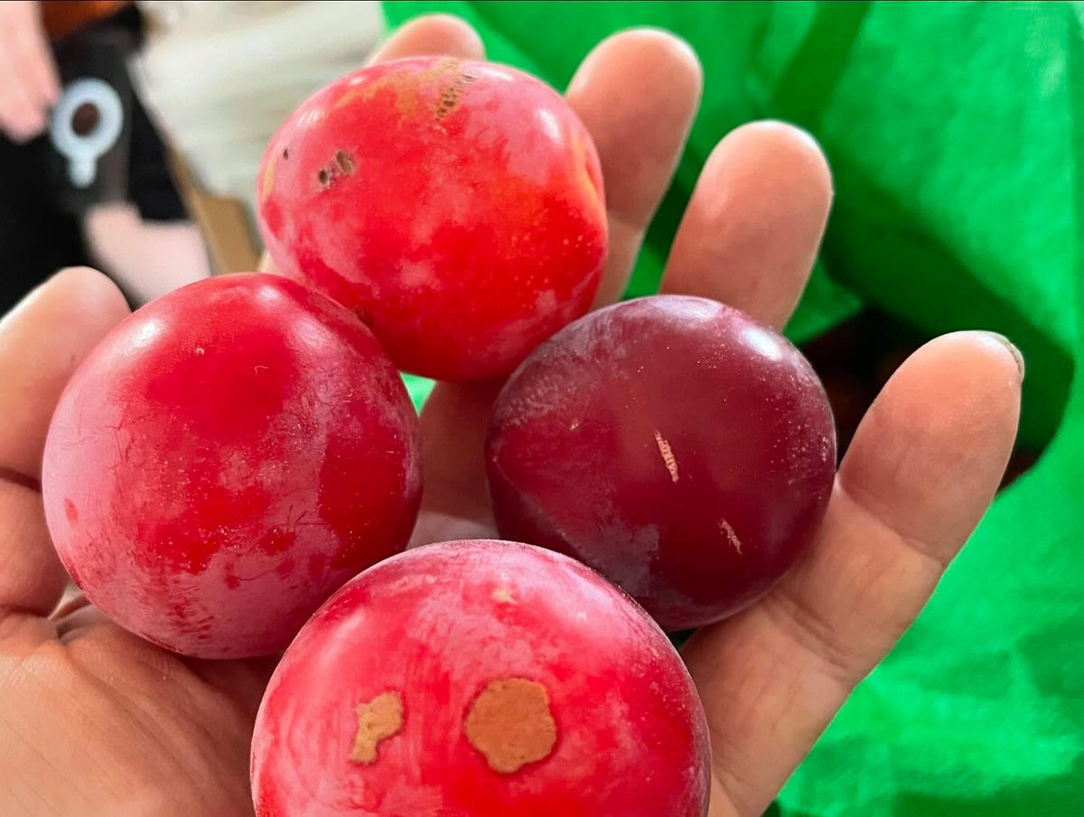 plums from our daughter’s backyard, not sure about cultivar, image 3 of 4