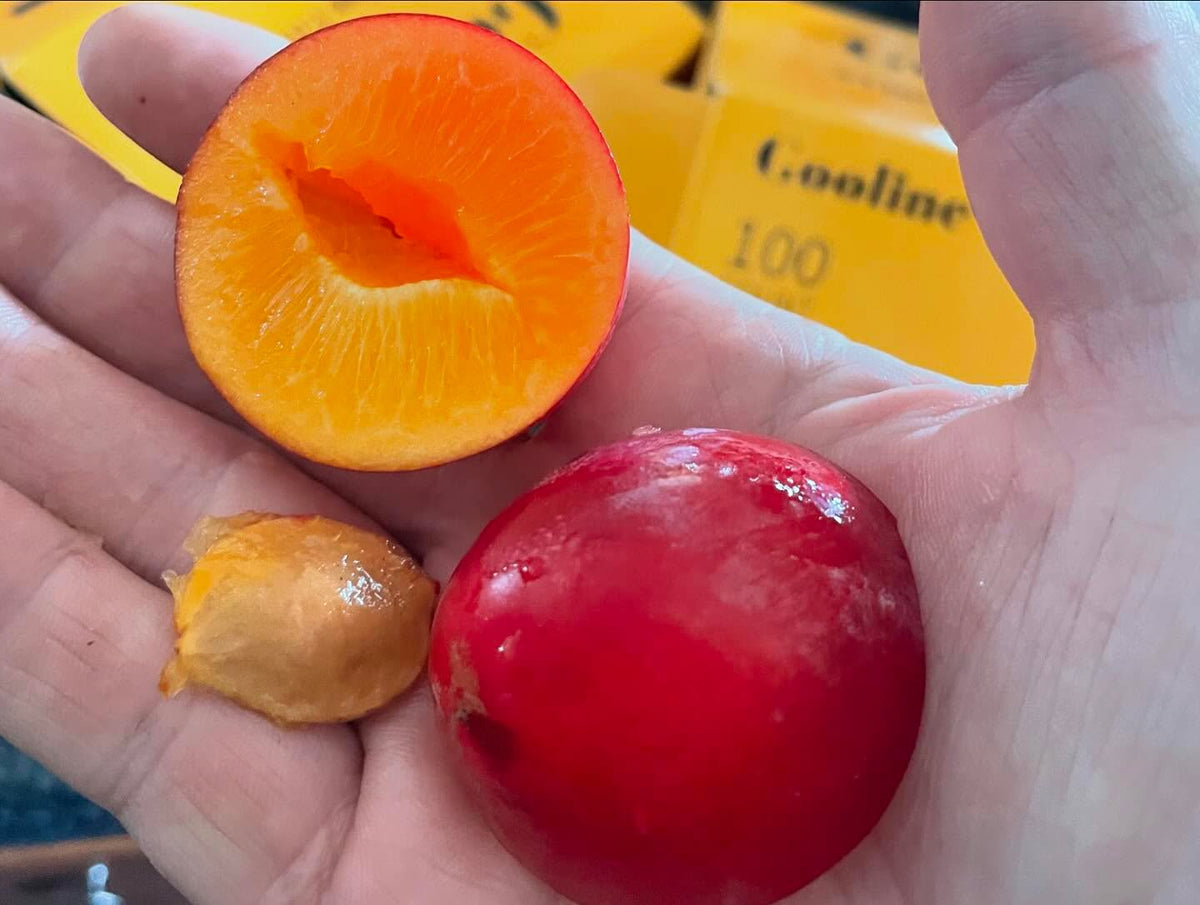 plums from our daughter’s backyard, not sure about cultivar, image 4 of 4
