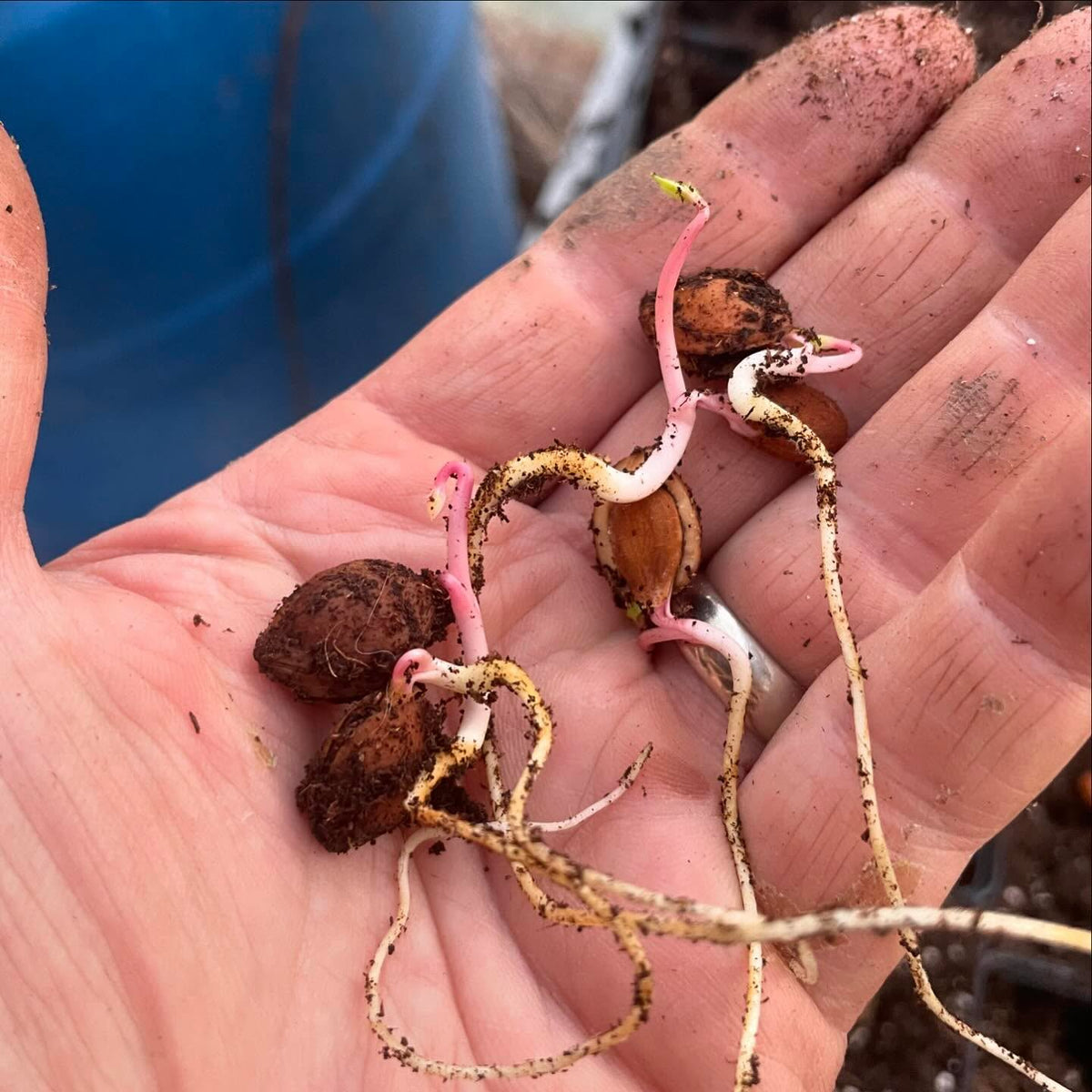 plums just let germinate in a bag of peat moss in the shade, pulling out the sprouty ones to pot up, image 1 of 6