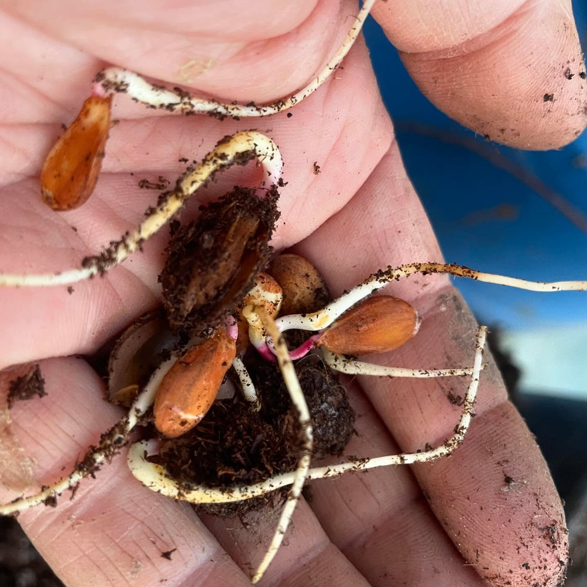 plums just let germinate in a bag of peat moss in the shade, pulling out the sprouty ones to pot up, image 2 of 6