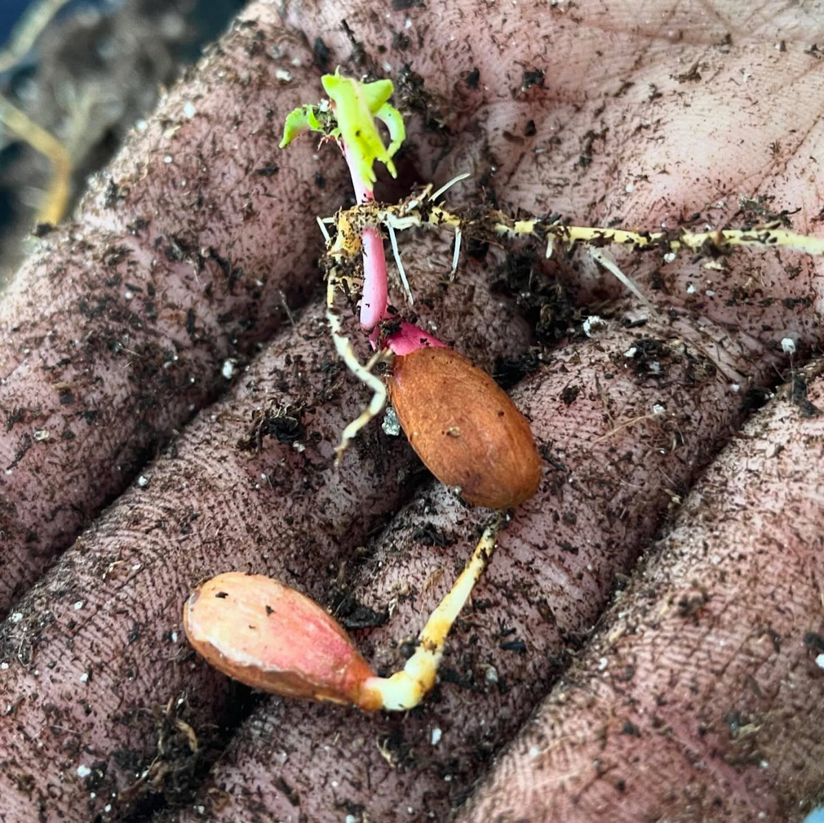plums just let germinate in a bag of peat moss in the shade, pulling out the sprouty ones to pot up, image 3 of 6