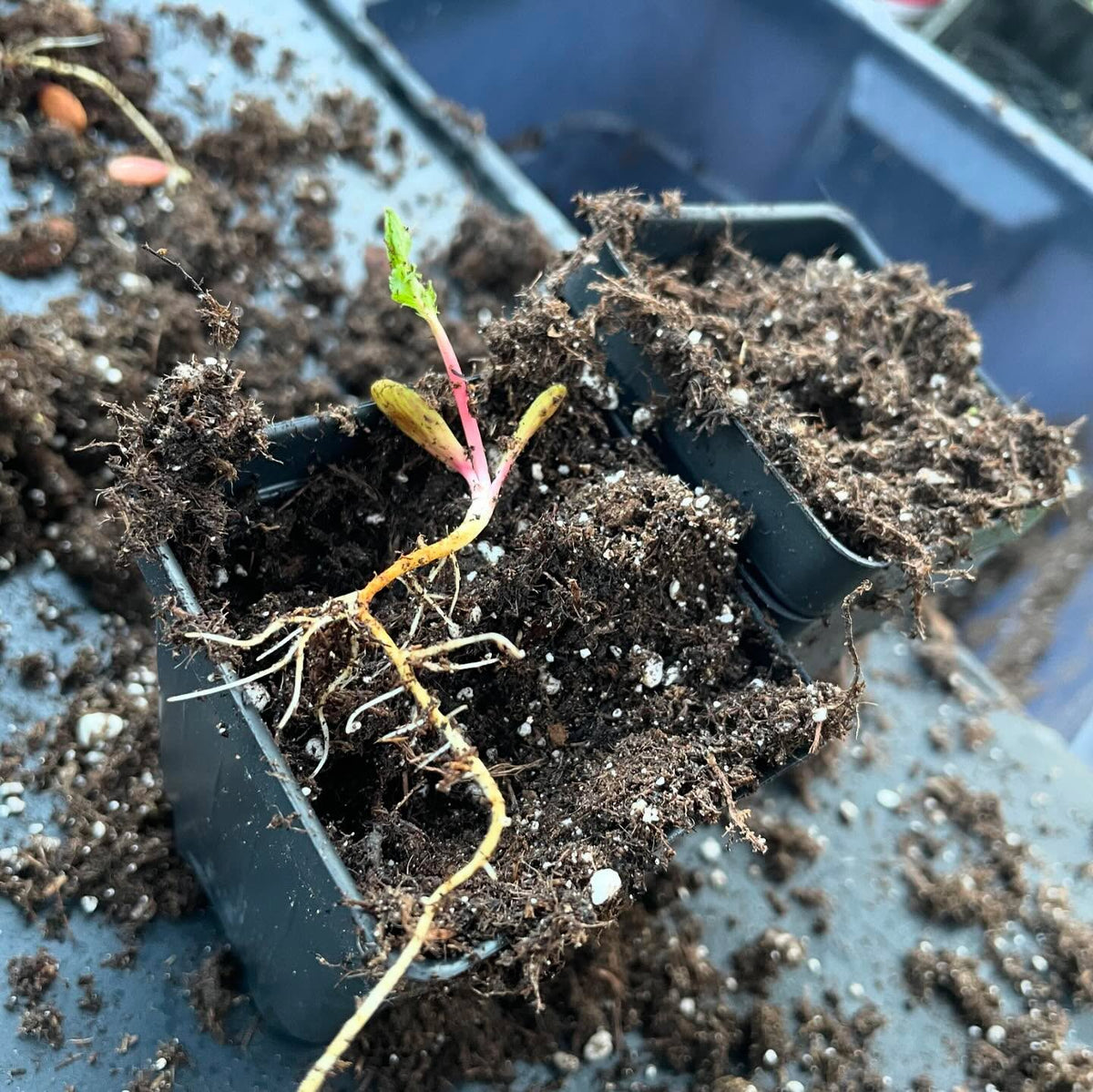 plums just let germinate in a bag of peat moss in the shade, pulling out the sprouty ones to pot up, image 4 of 6
