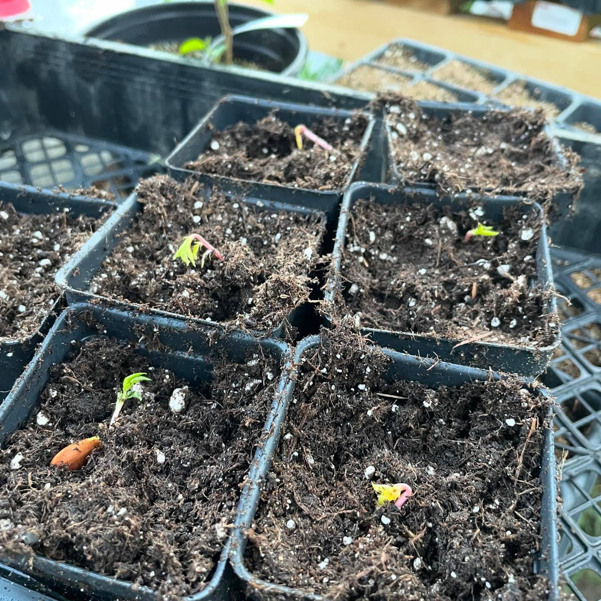 plums just let germinate in a bag of peat moss in the shade, pulling out the sprouty ones to pot up, image 6 of 6