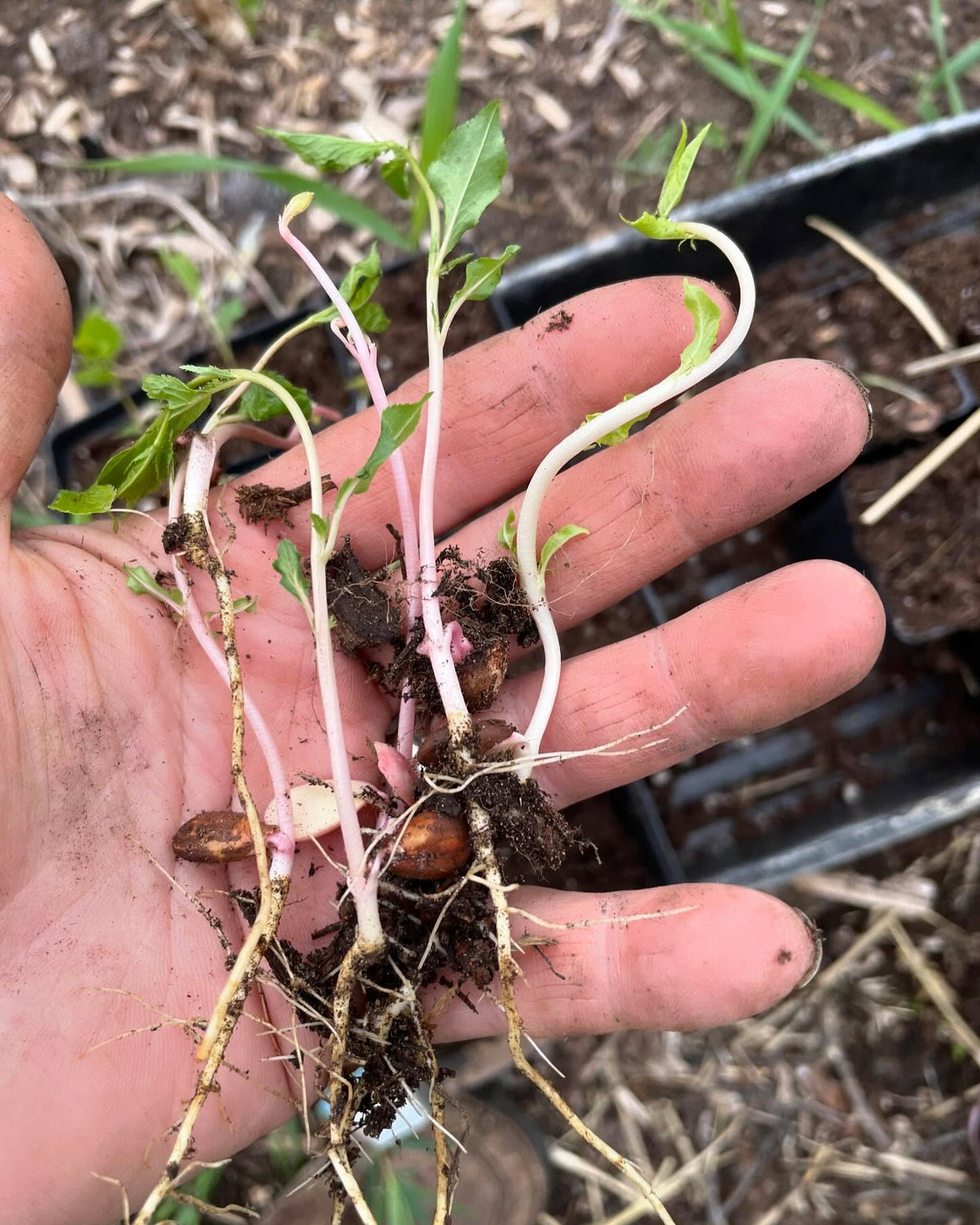 plums seeds planted fall of 2022 decided to germinate, surprised to find them hidden in this grassy bed so quickly, image 1 of 3