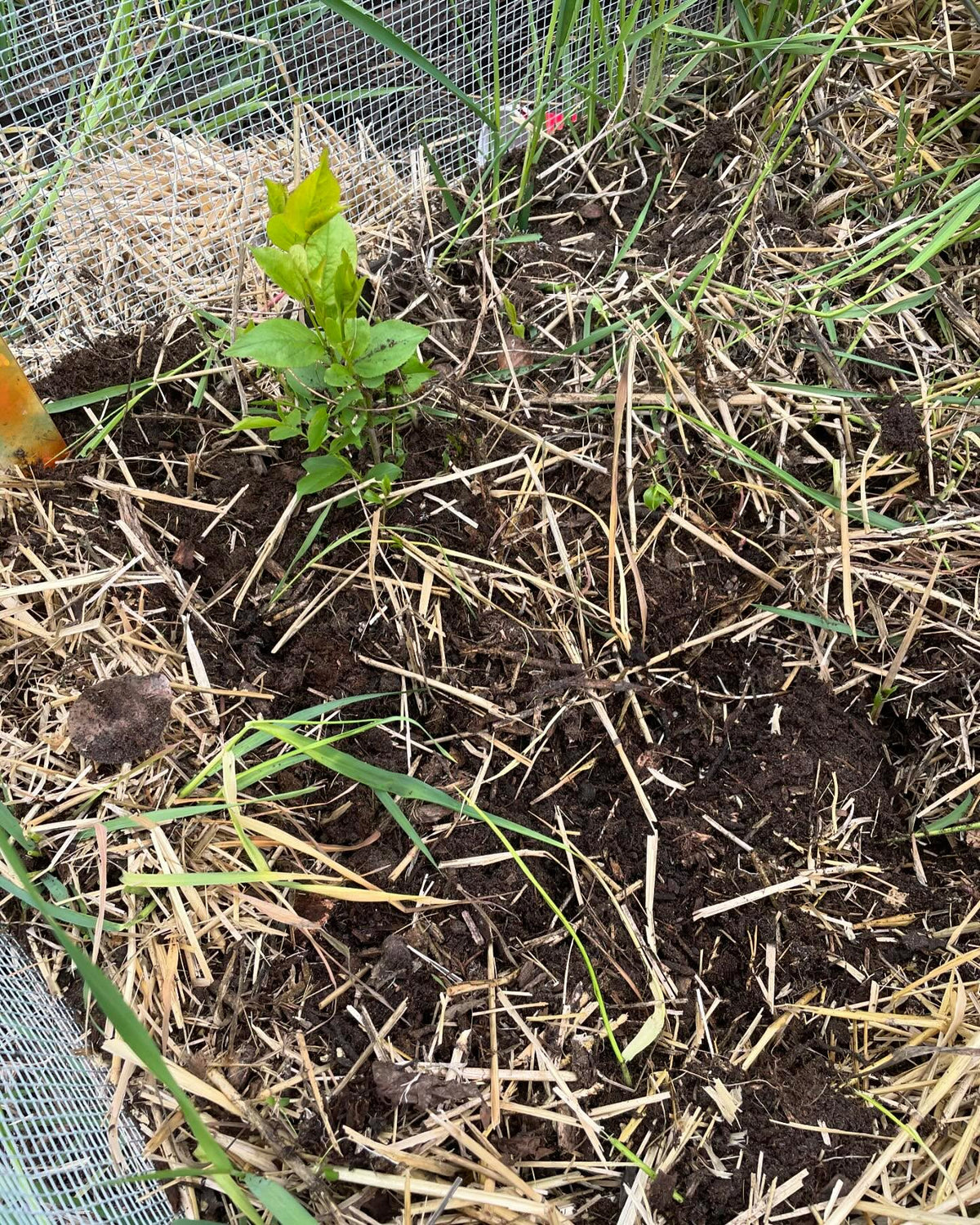plums seeds planted fall of 2022 decided to germinate, surprised to find them hidden in this grassy bed so quickly, image 2 of 3