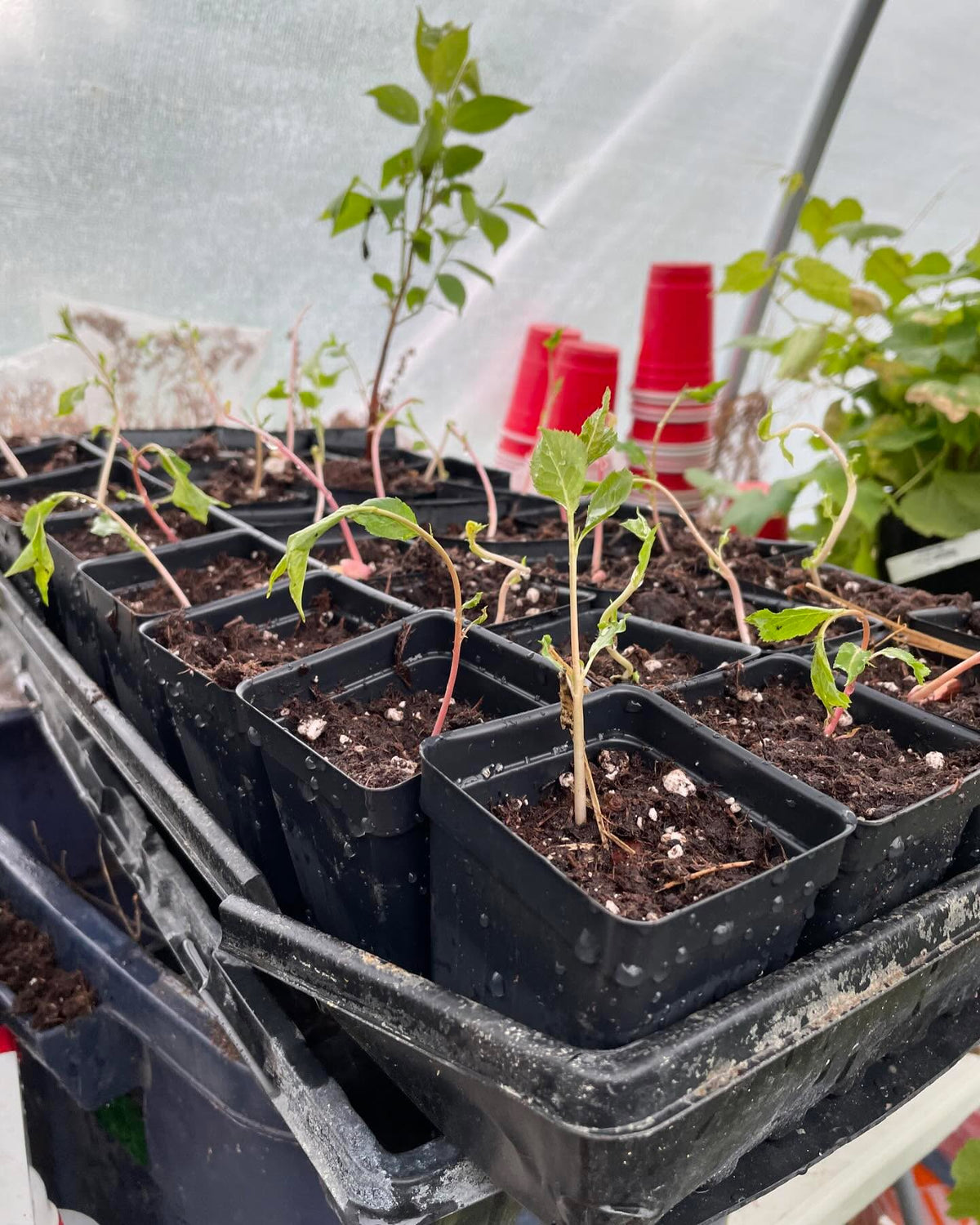 plums seeds planted fall of 2022 decided to germinate, surprised to find them hidden in this grassy bed so quickly, image 3 of 3