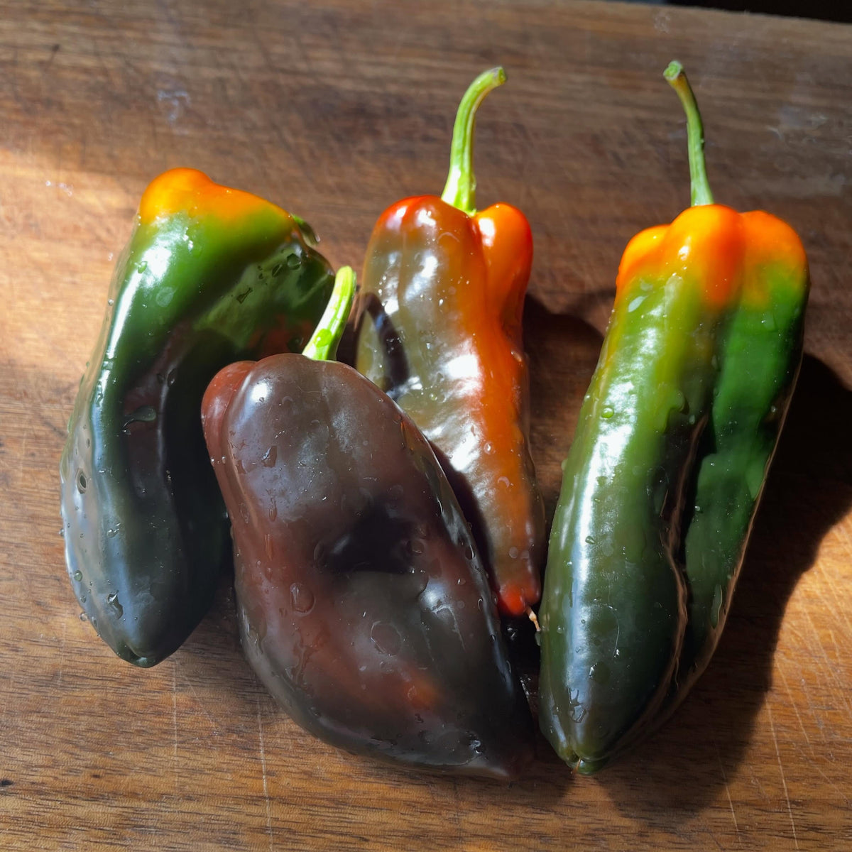 poblano peppers, an early crop under grow lights