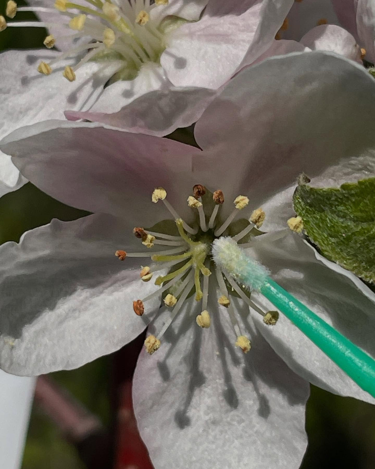pollinating more apples, just about all of them are open, image 1 of 9
