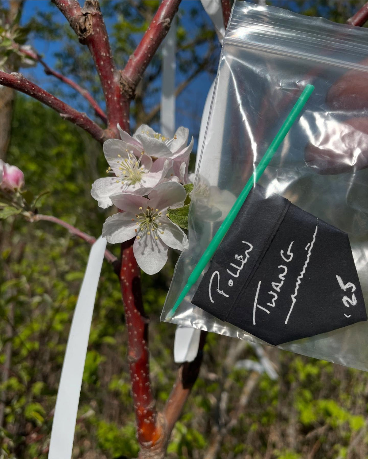pollinating more apples, just about all of them are open, image 2 of 9