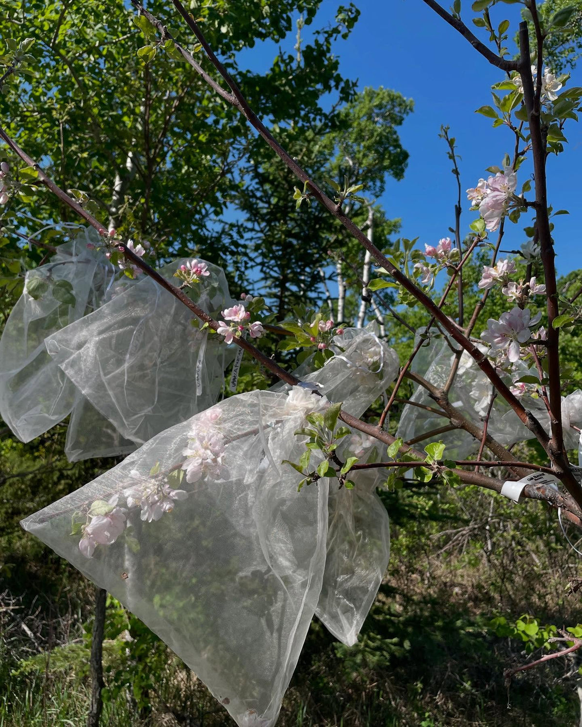pollinating more apples, just about all of them are open, image 4 of 9