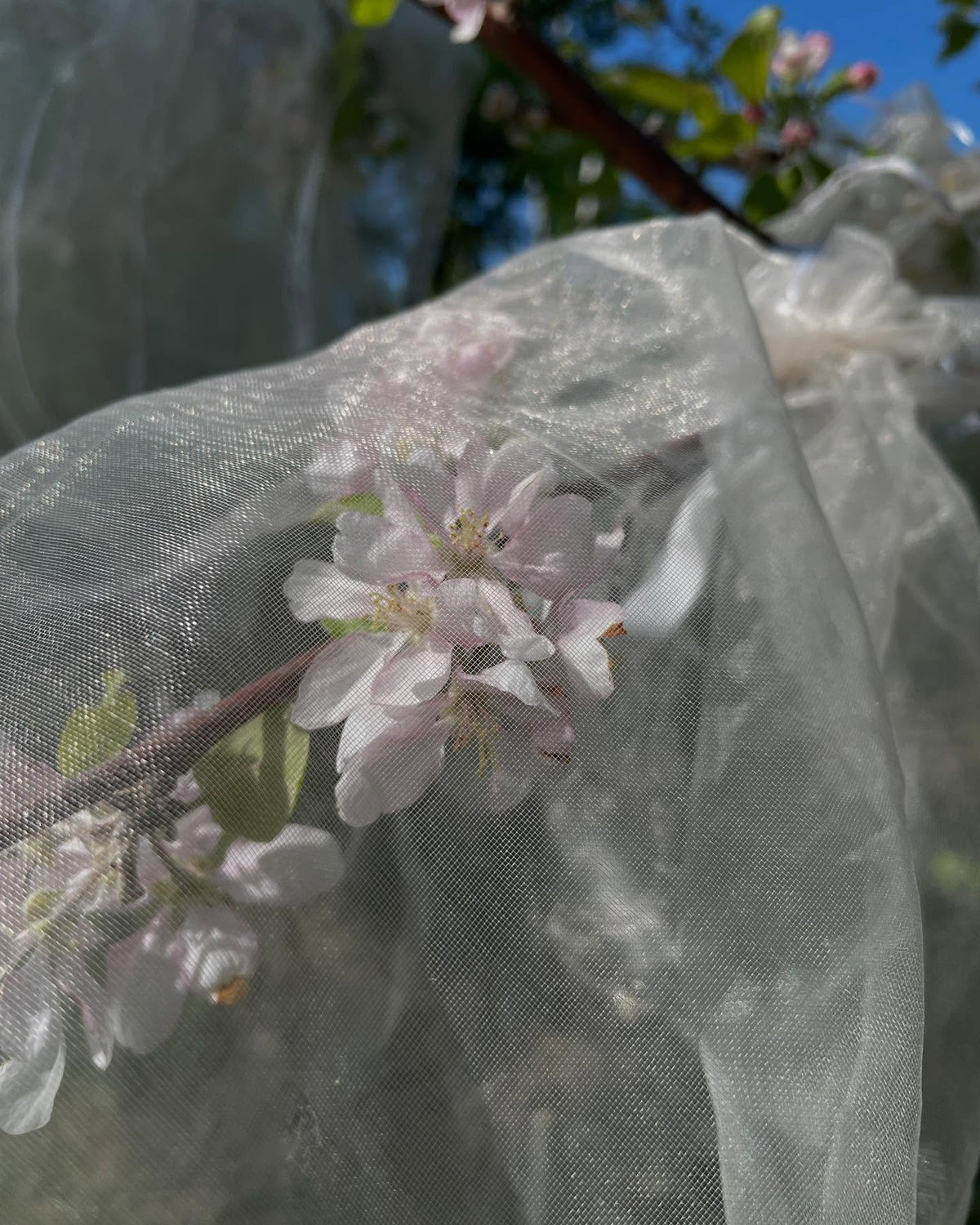 pollinating more apples, just about all of them are open, image 6 of 9