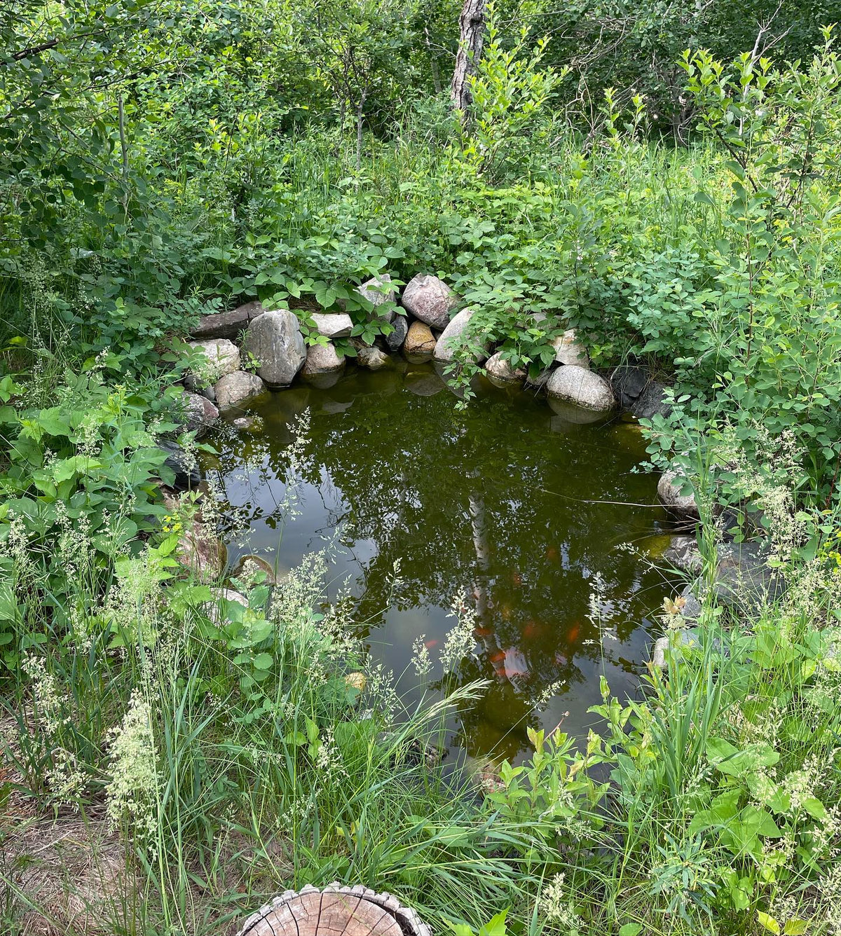 pond area starting to get overgrown, the goldfish seem happy in their 3rd summer #pond