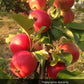 Pond Crabapple Tree