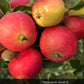 Pond Crabapple Tree