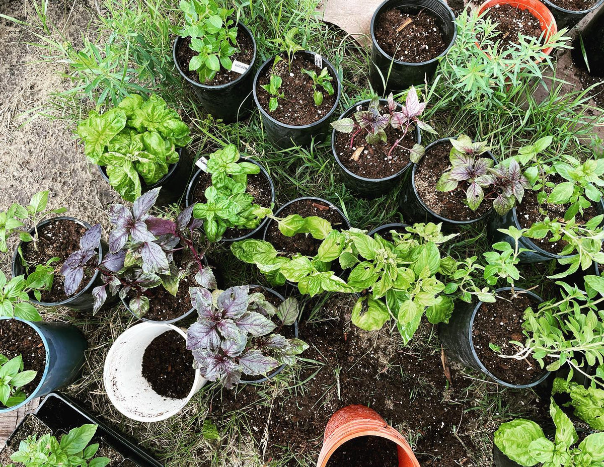 potting basil propagated from cuttings