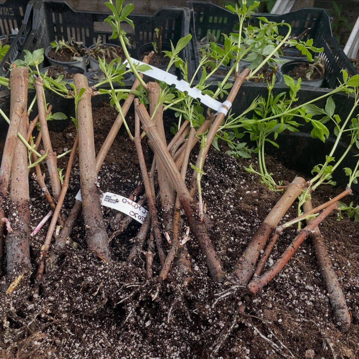 potting some elderberry, hardwood set on heat mats in the root cellar, so damp and even temps, image 1 of 3