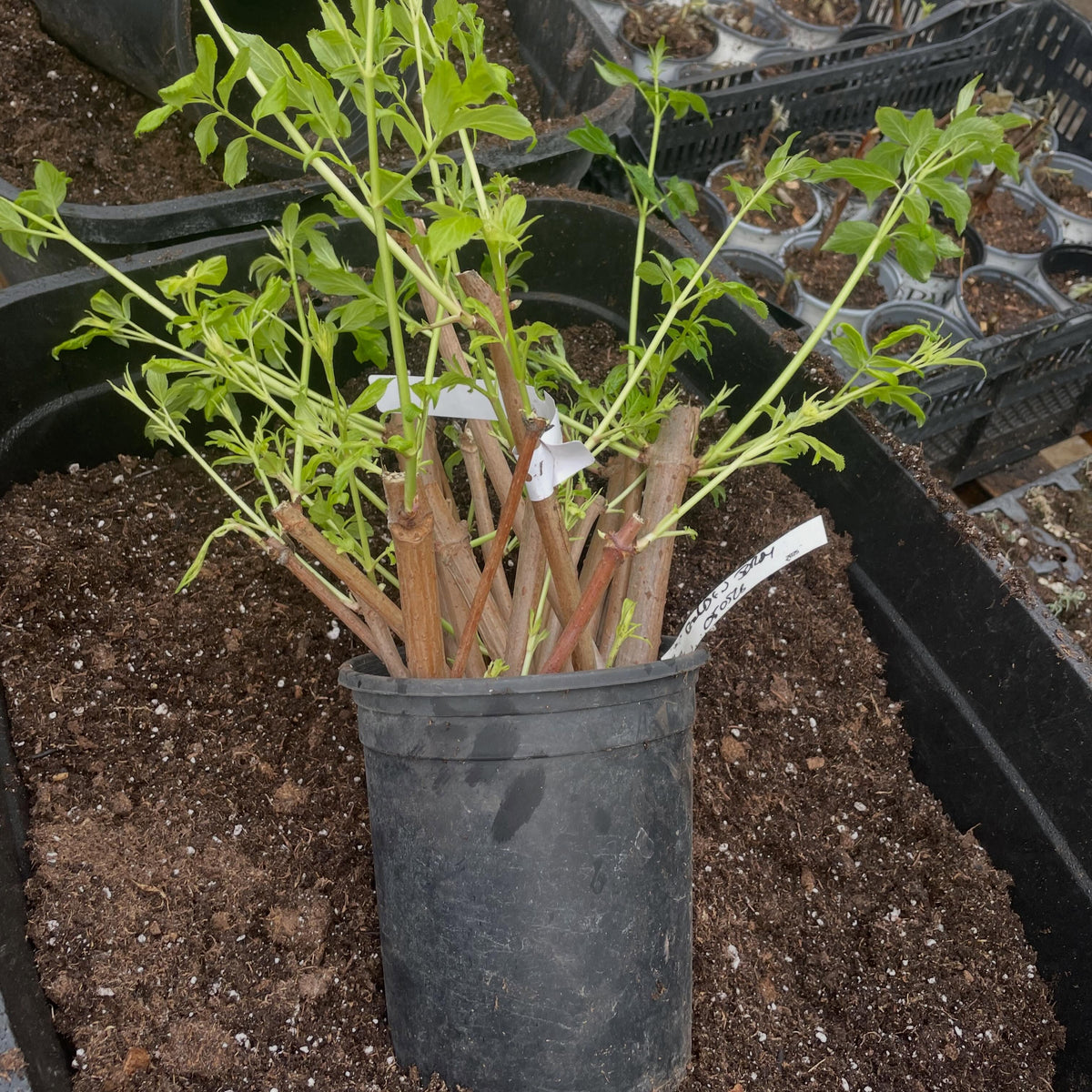 potting some elderberry, hardwood set on heat mats in the root cellar, so damp and even temps, image 2 of 3