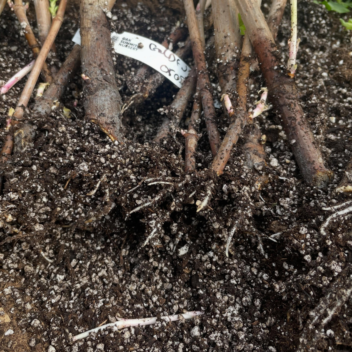 potting some elderberry, hardwood set on heat mats in the root cellar, so damp and even temps, image 3 of 3