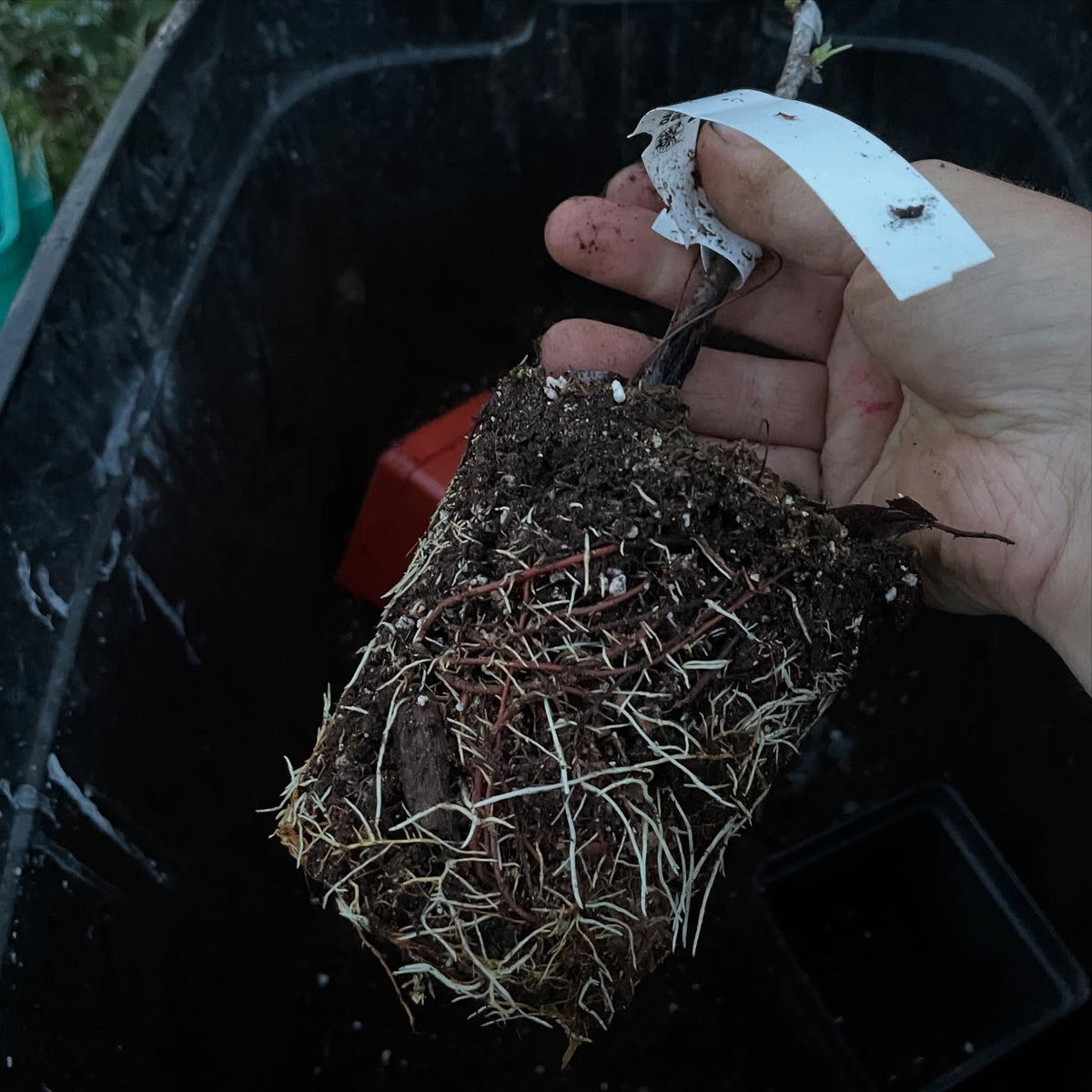 potting up a plum tree on a mustang rootstock