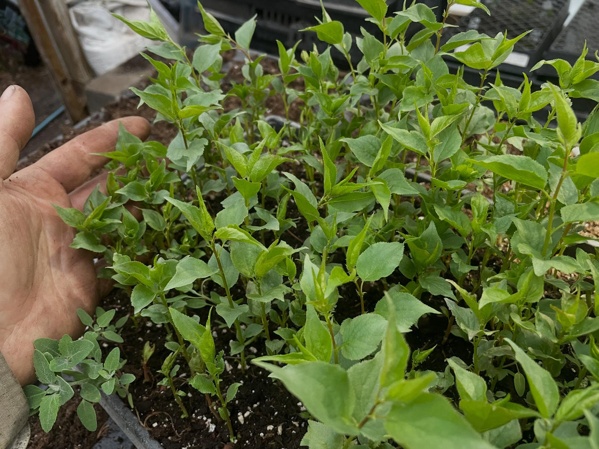 potting up manchurian apricots, photograph 1 of 7