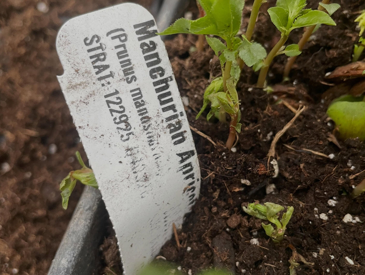 potting up manchurian apricots, photograph 2 of 7