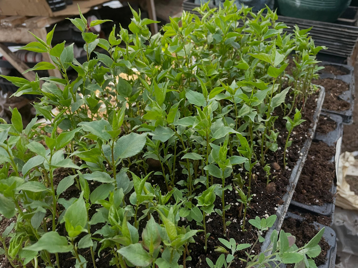 potting up manchurian apricots, photograph 3 of 7