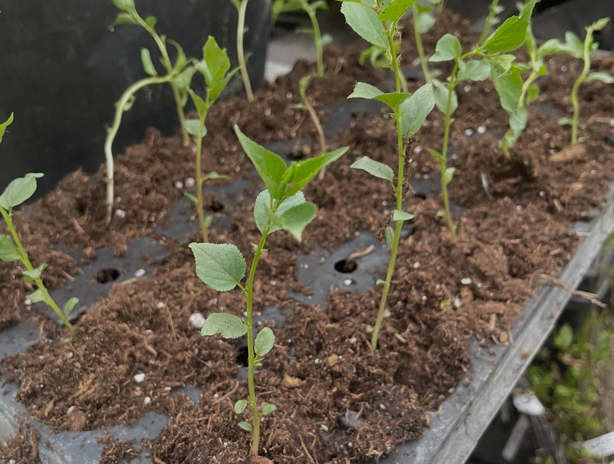 potting up manchurian apricots, photograph 6 of 7