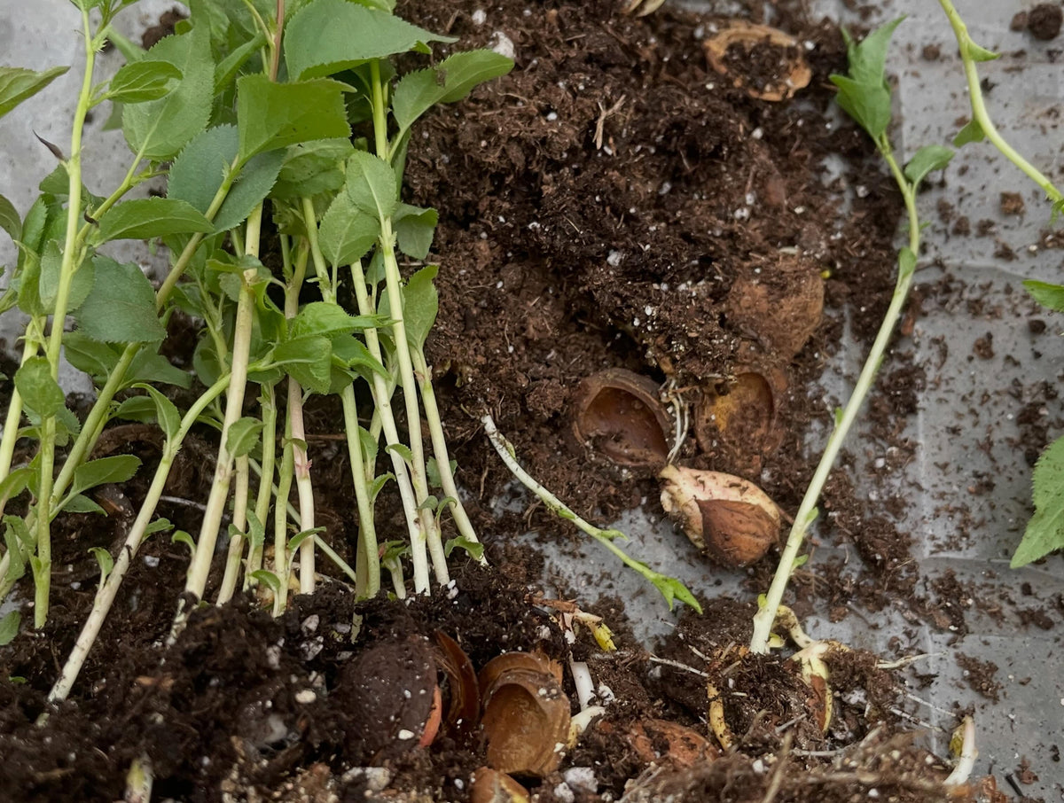 potting up manchurian apricots, photograph 7 of 7