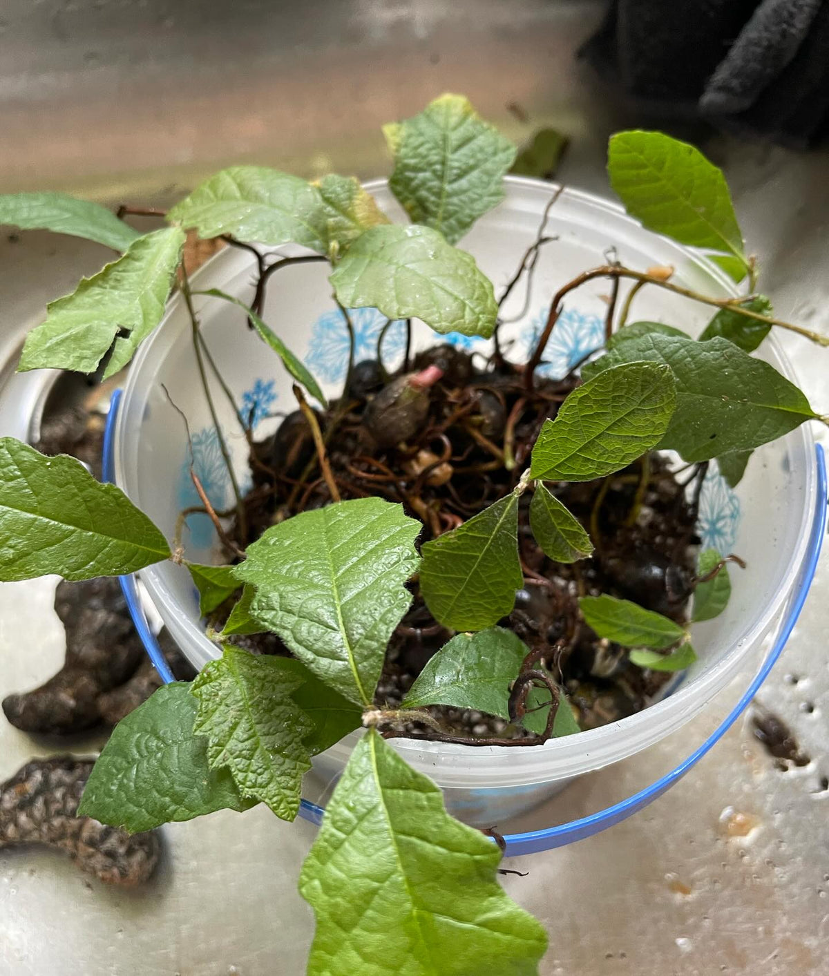 potting up our germination test from months back, the small oaks have been alive and fine just in a dish with a small