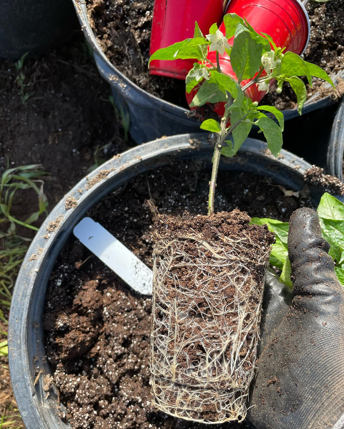potting up peppers, image 1 of 3