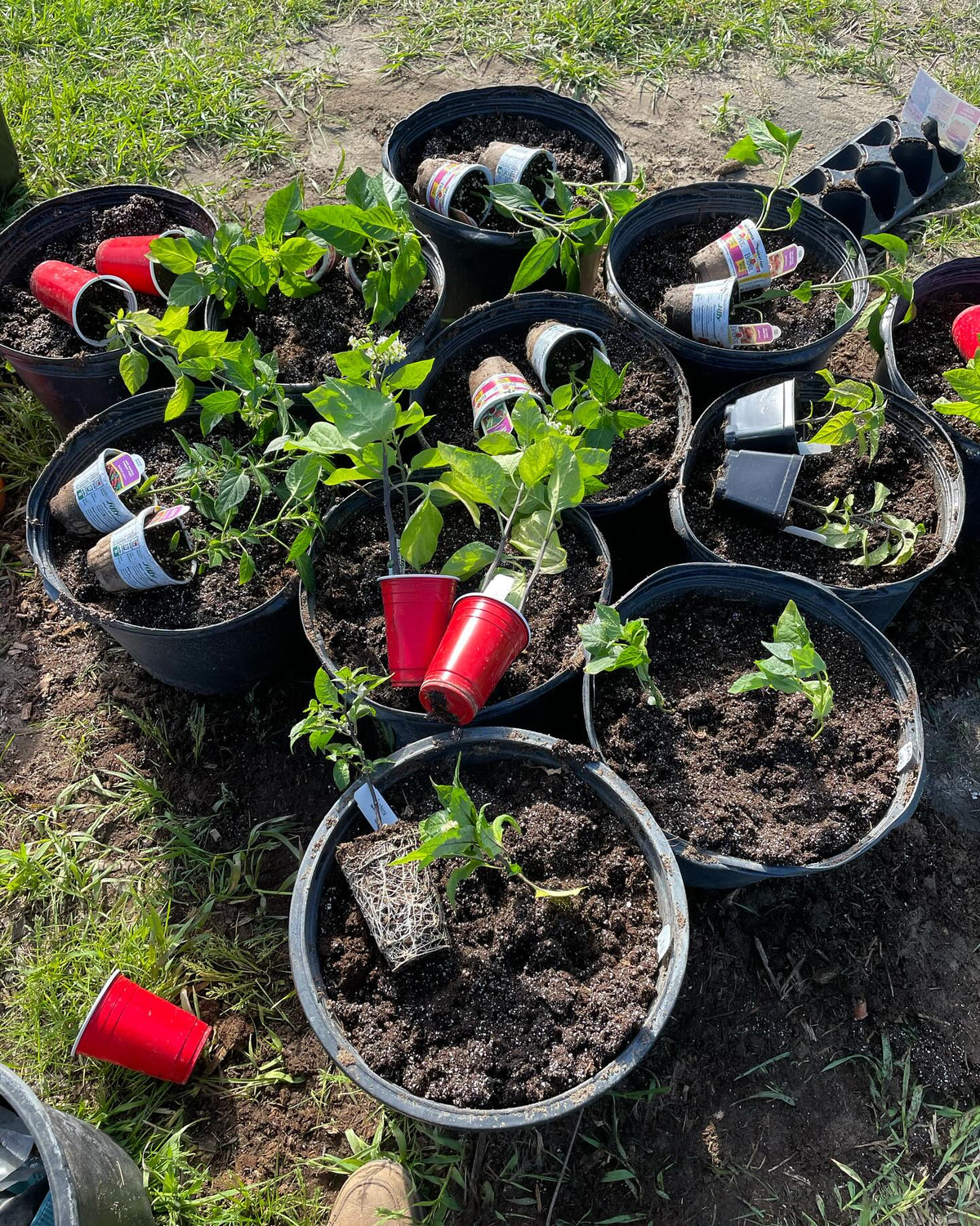 potting up peppers, image 2 of 3