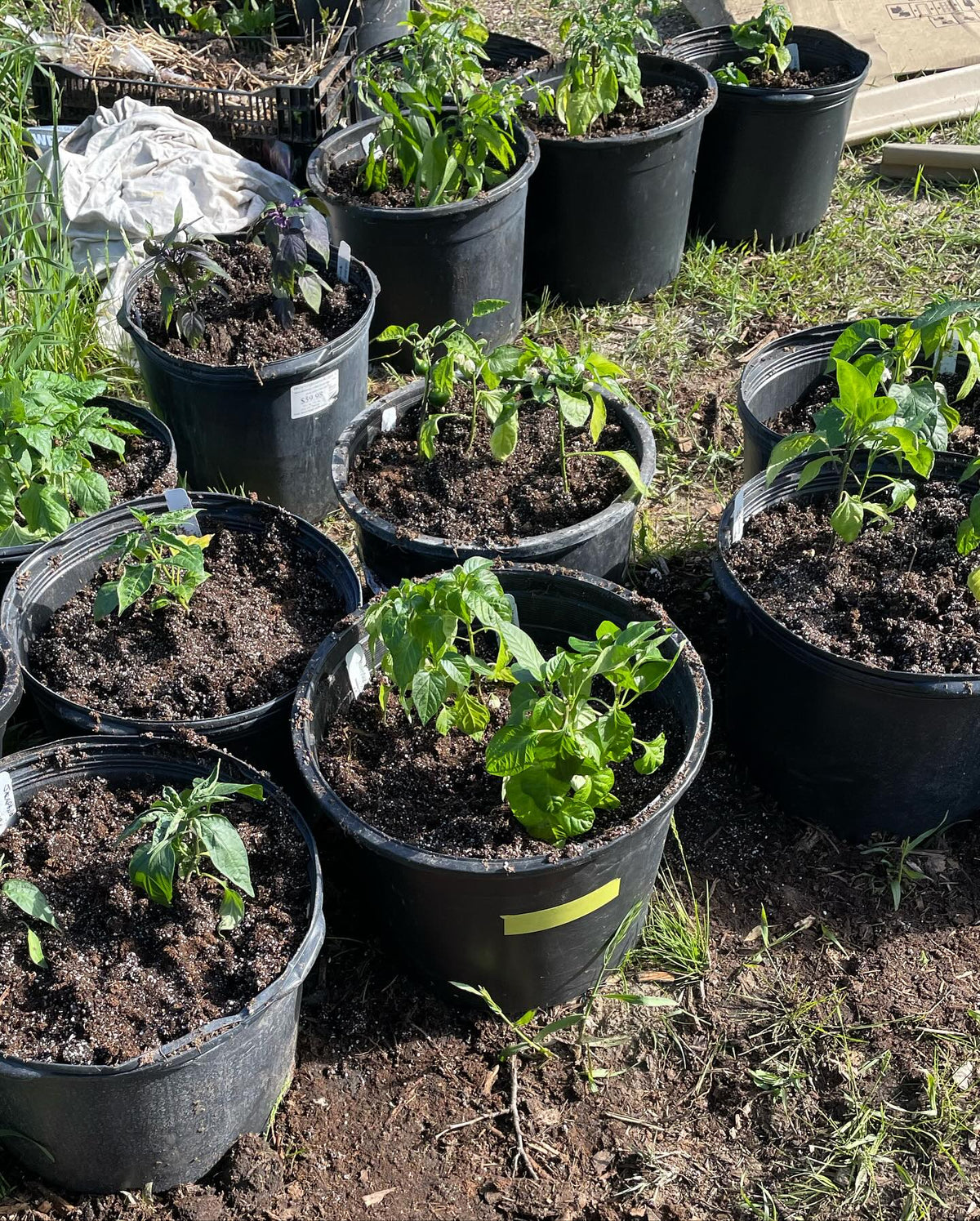 potting up peppers, image 3 of 3