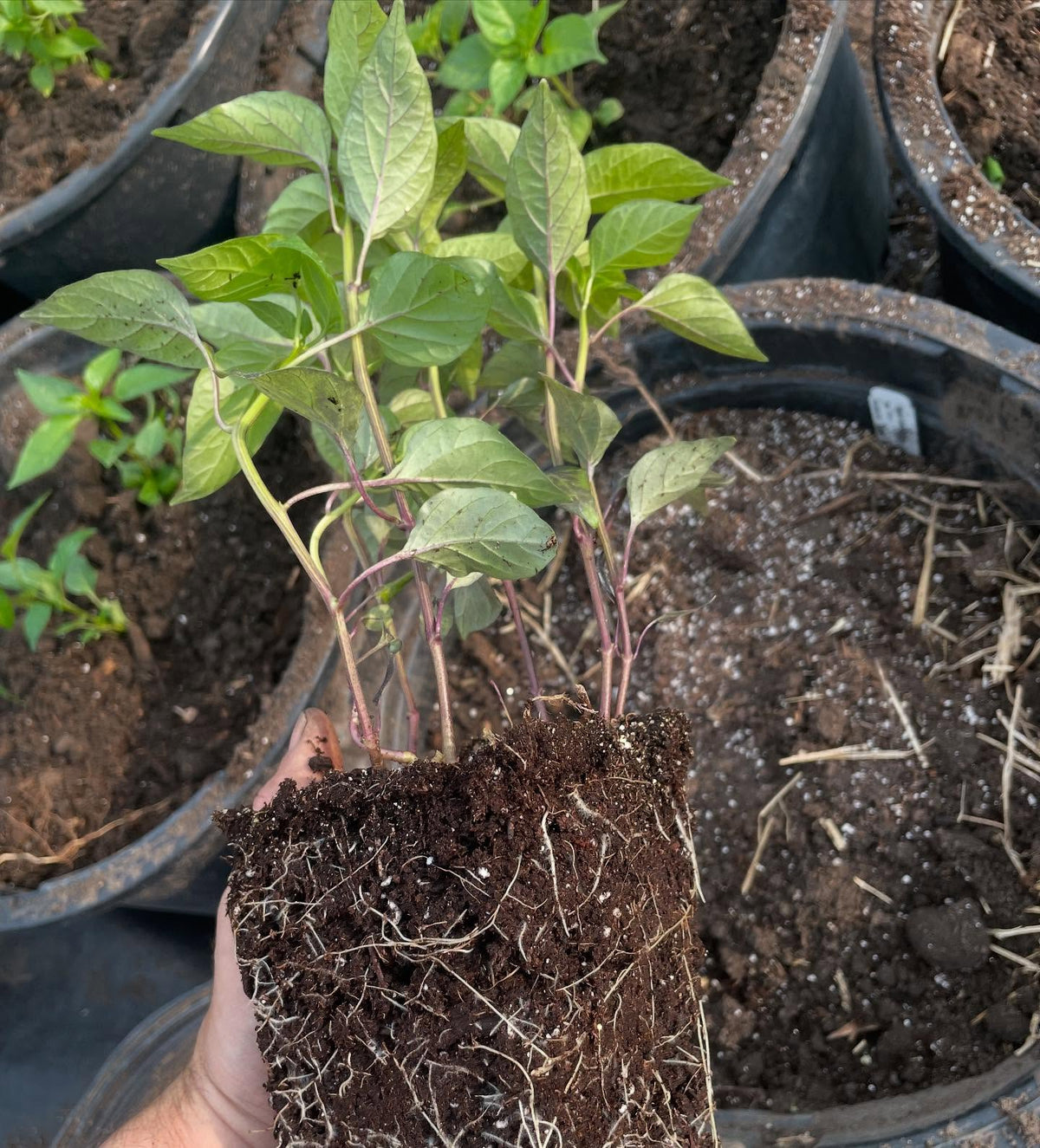 potting up peppers at 8 wks, image 2 of 4