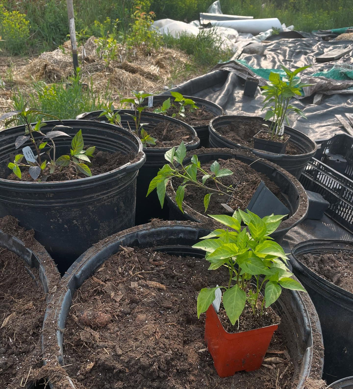 potting up peppers at 8 wks, image 3 of 4