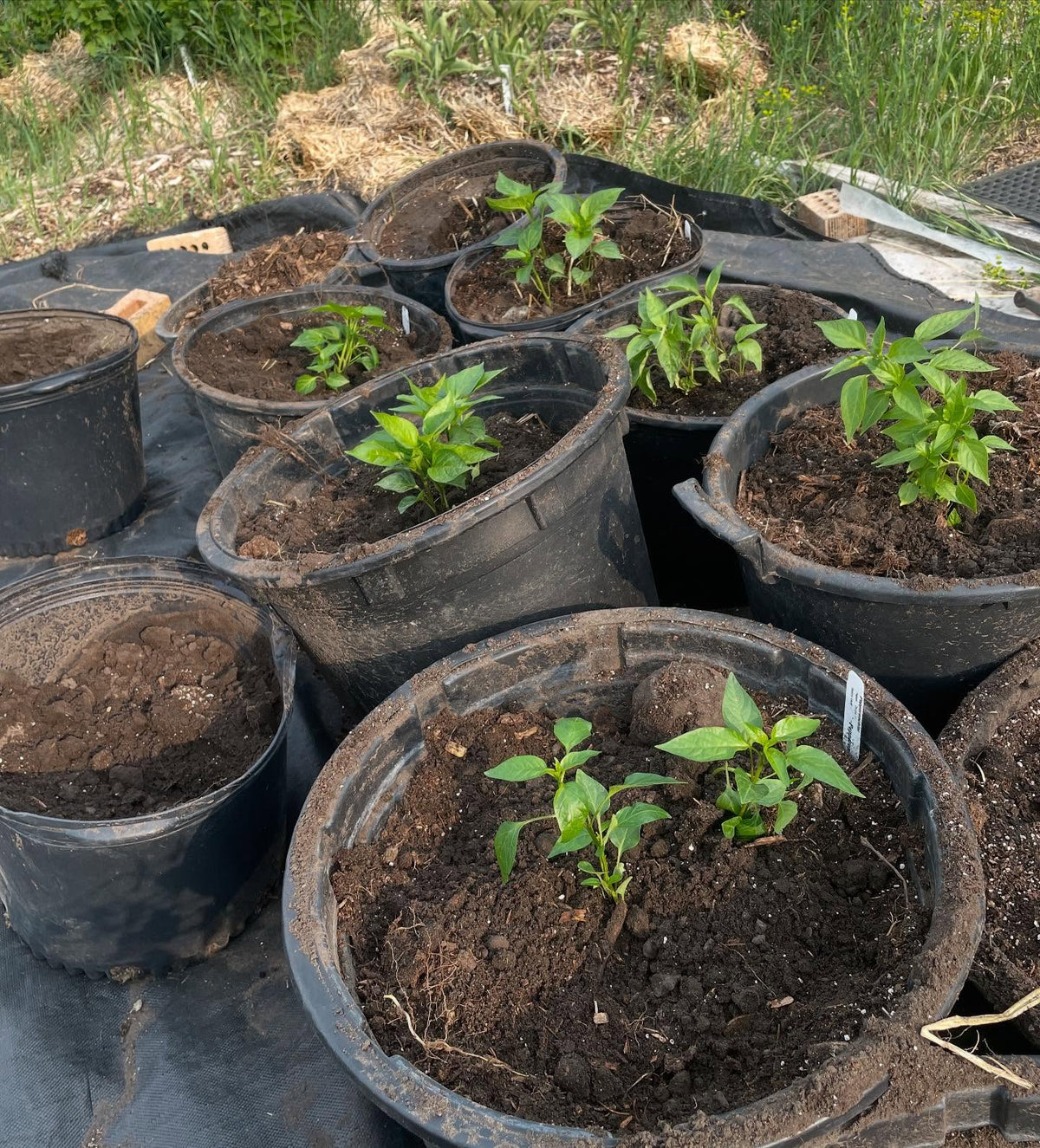 potting up peppers at 8 wks, image 4 of 4