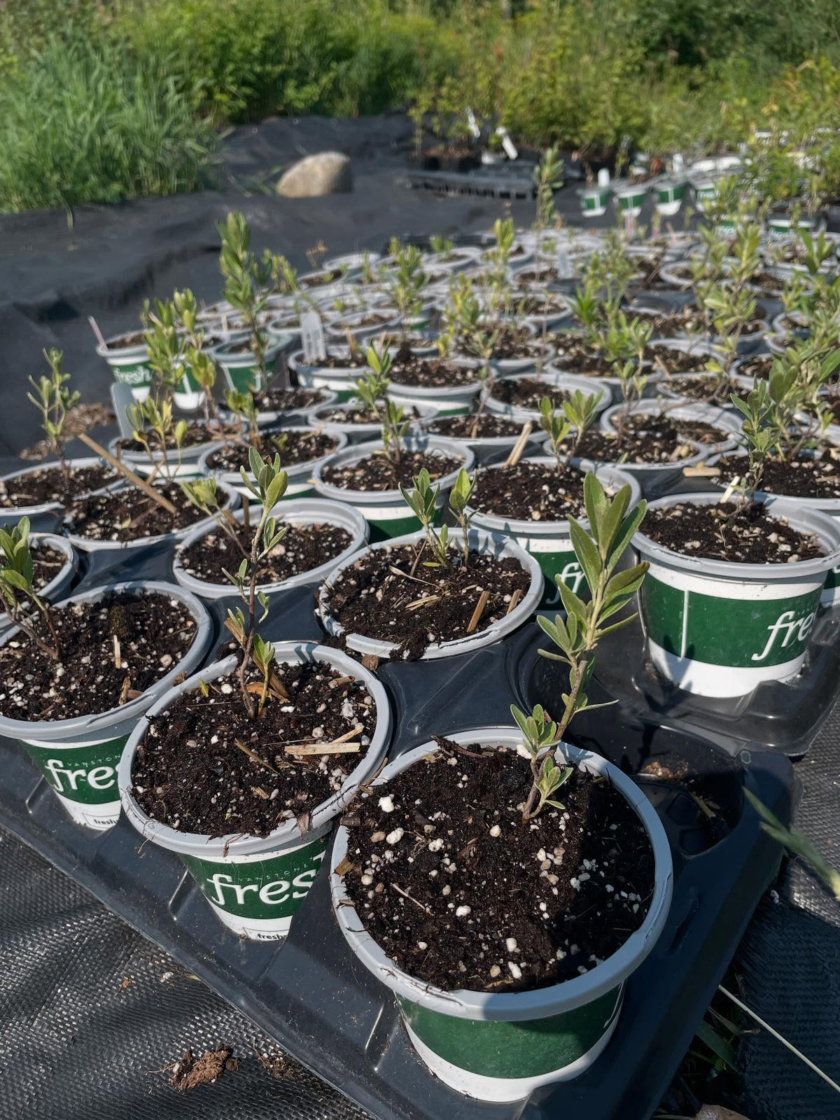 potting up seedlings, natives like silver buffaloberry (Shepherdia argentea), wolf willow (Elaeagnus commutata), a collection of currants and gooseberries, image 1 of 3