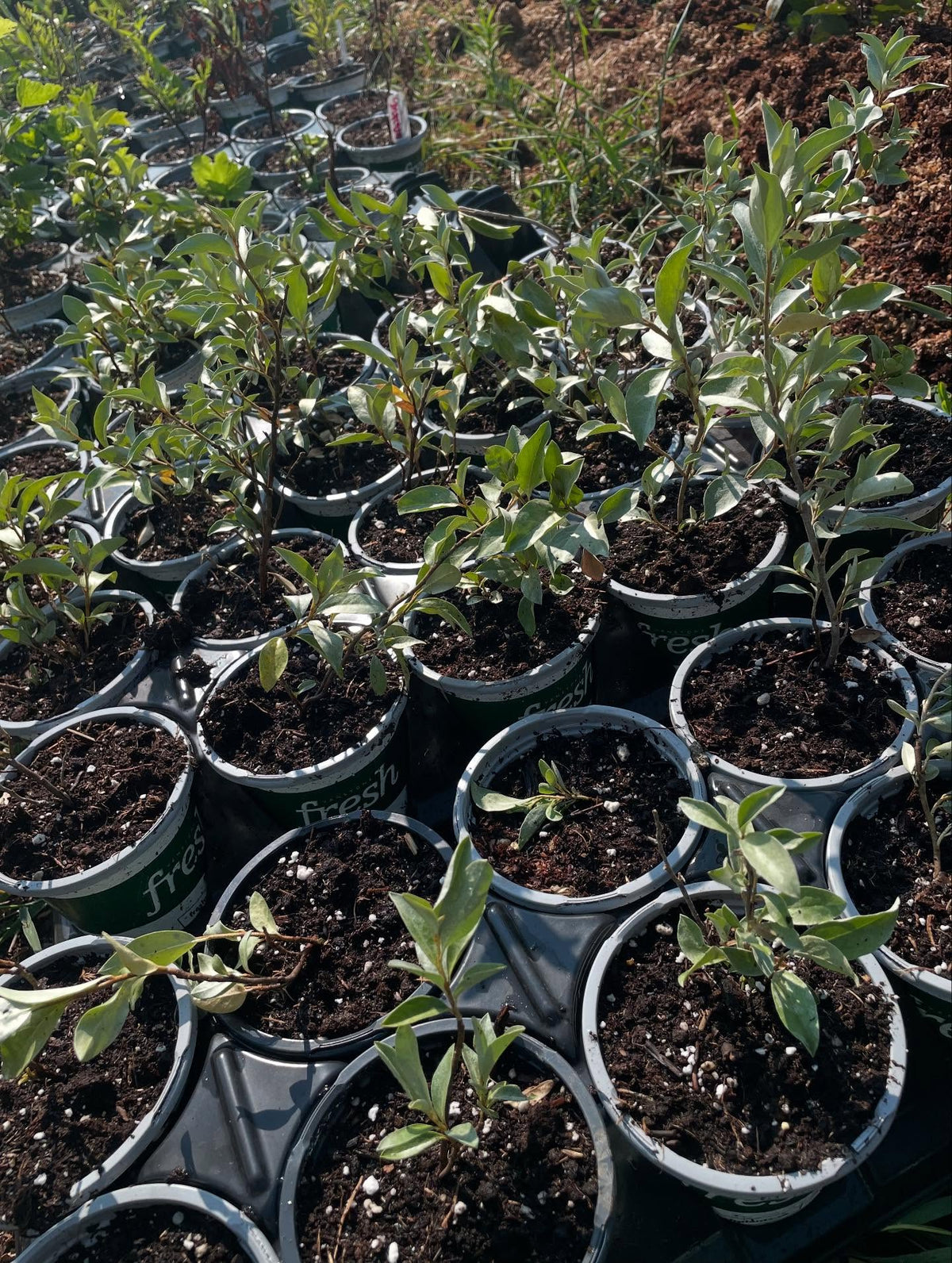 potting up seedlings, natives like silver buffaloberry (Shepherdia argentea), wolf willow (Elaeagnus commutata), a collection of currants and gooseberries, image 2 of 3