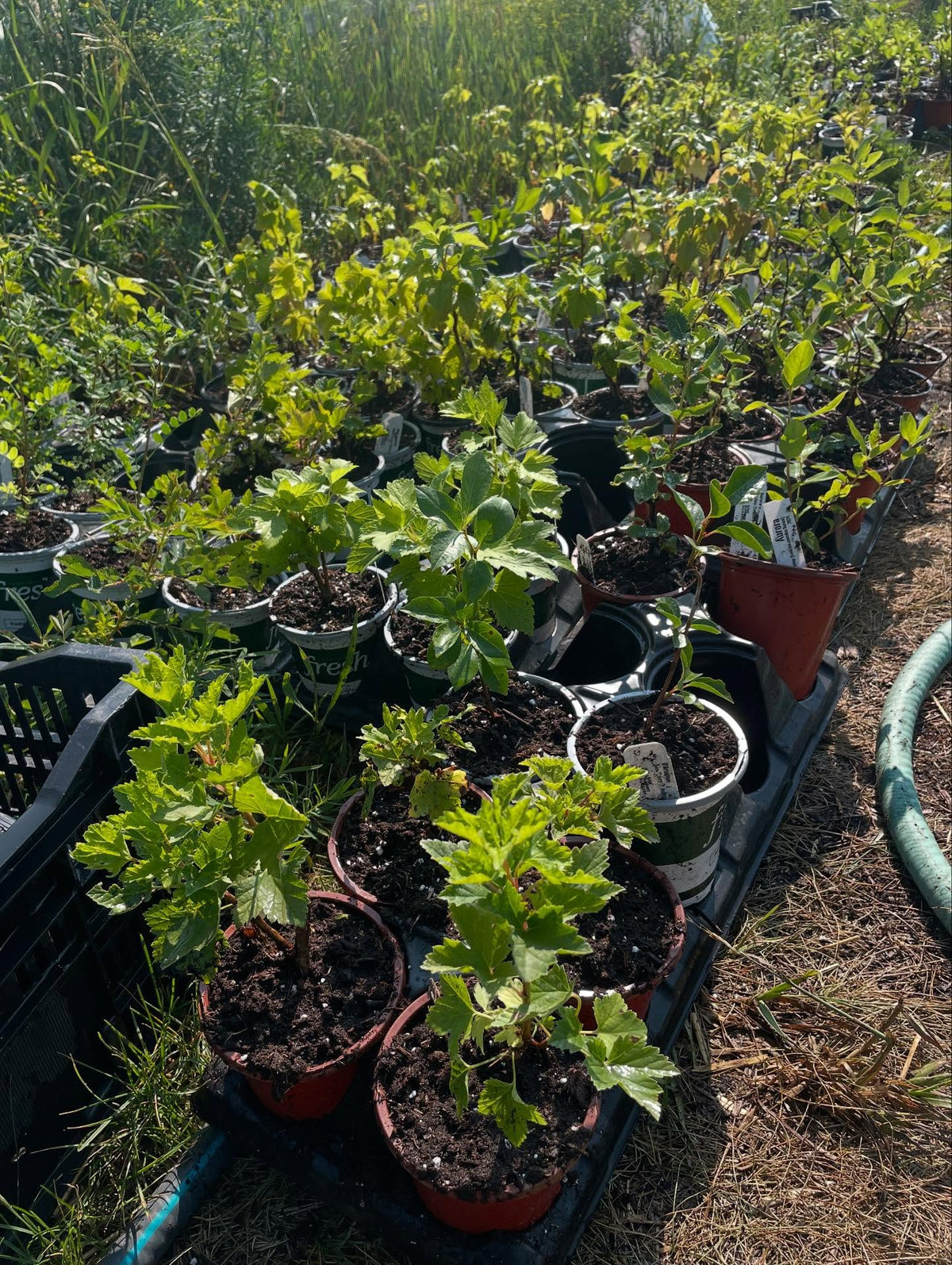 potting up seedlings, natives like silver buffaloberry (Shepherdia argentea), wolf willow (Elaeagnus commutata), a collection of currants and gooseberries, image 3 of 3