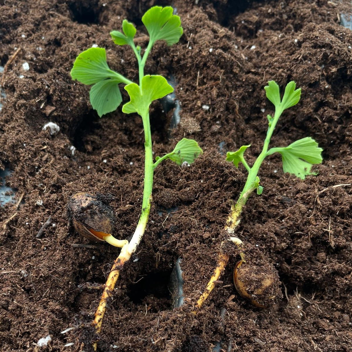 potting up some ginko, image 1 of 4