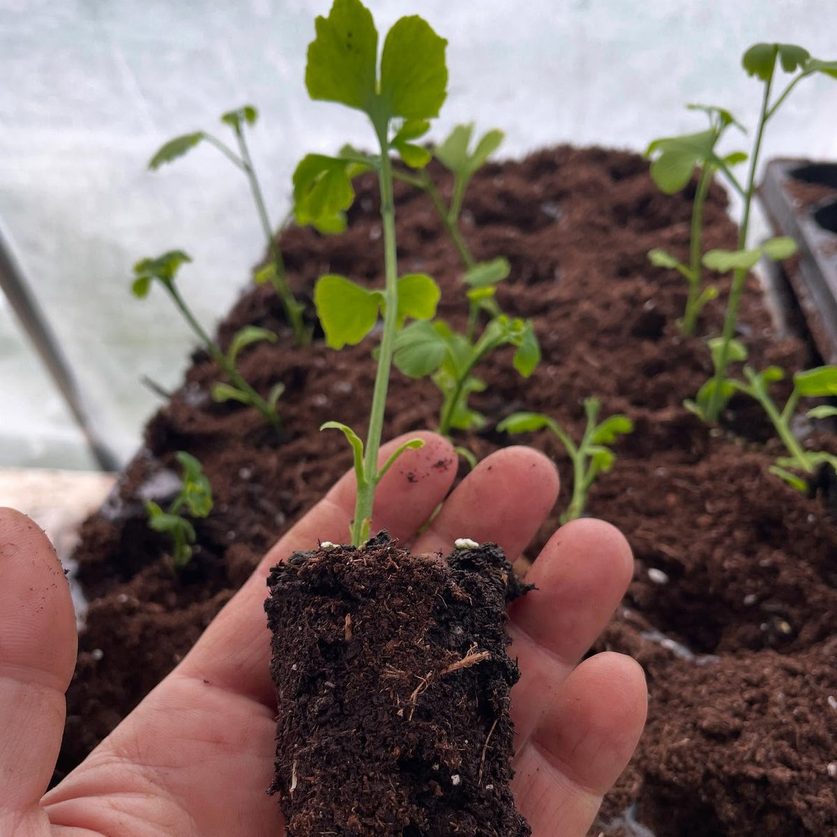 potting up some ginko, image 2 of 4