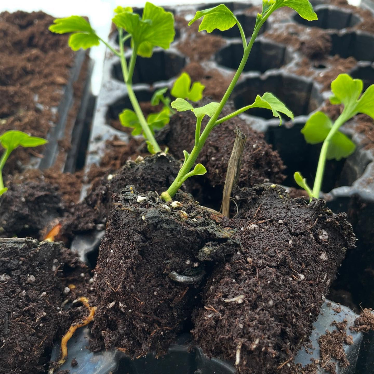 potting up some ginko, image 3 of 4