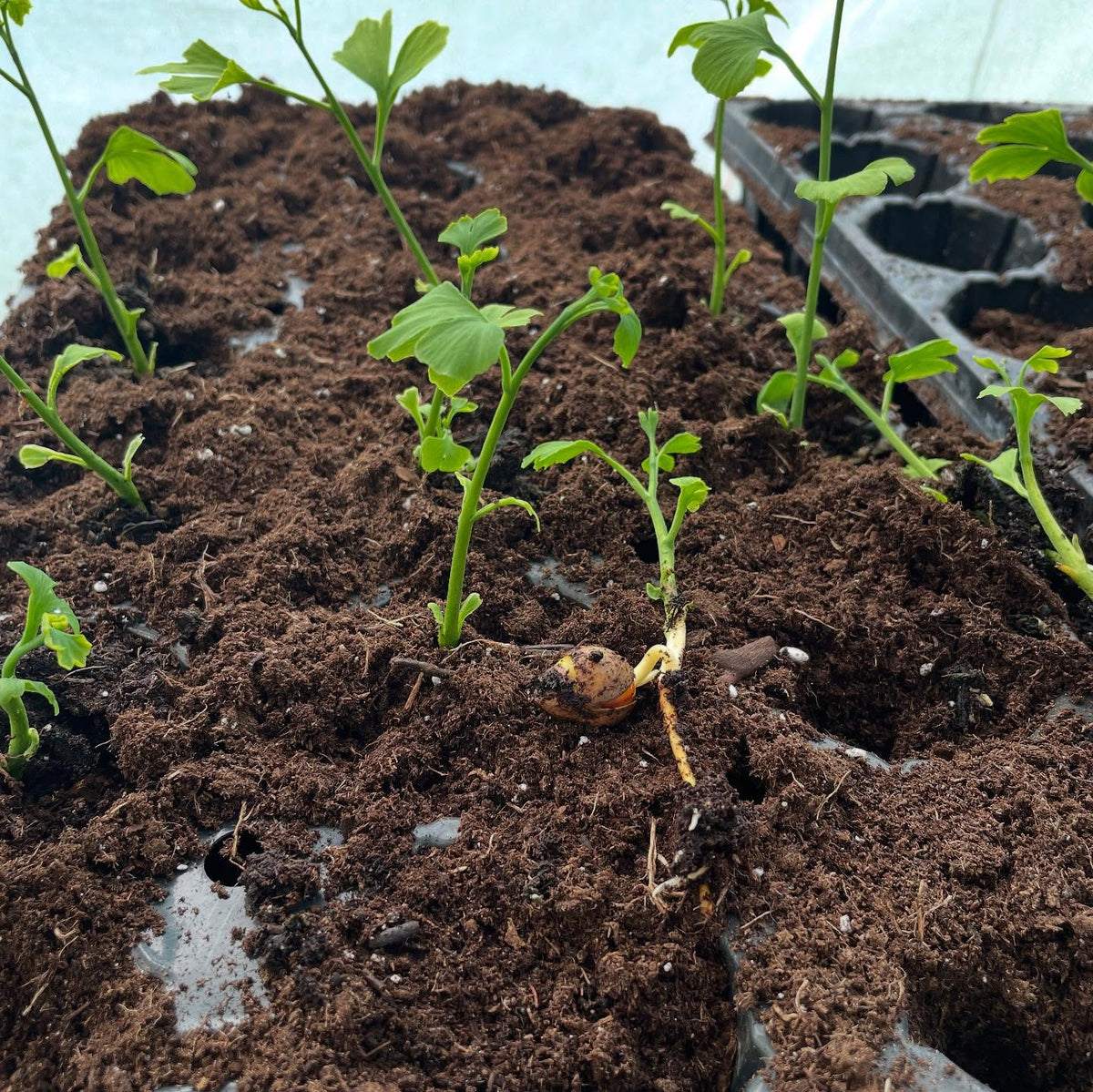 potting up some ginko, image 4 of 4